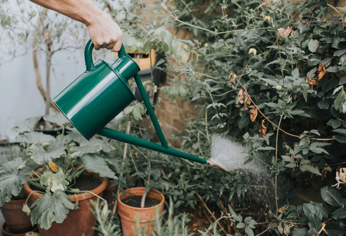 Haws Watering Cans, Warley Fall, Green 1-Gallon