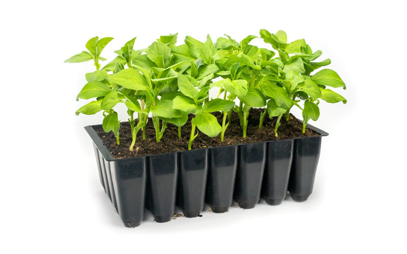 28H - 28-Cell DEEP Seed Propagation Tray