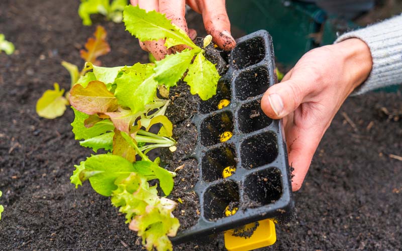 Plug Popper for Charles Dowding Seed Trays