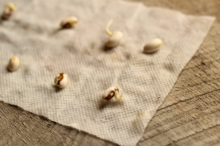Testing Seed Viability