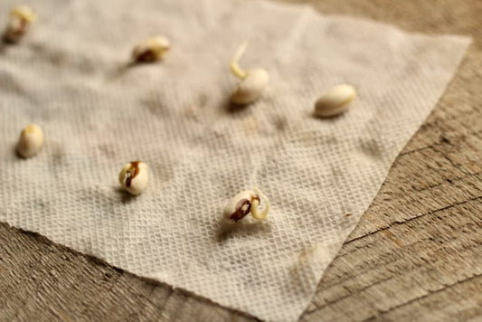 Testing Seed Viability