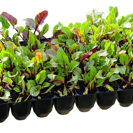 Collection image for: Long Lasting Seed Trays