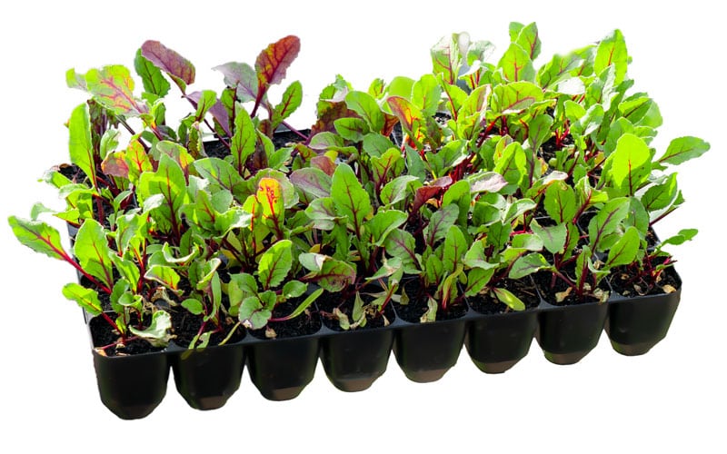 Long Lasting Seed Trays