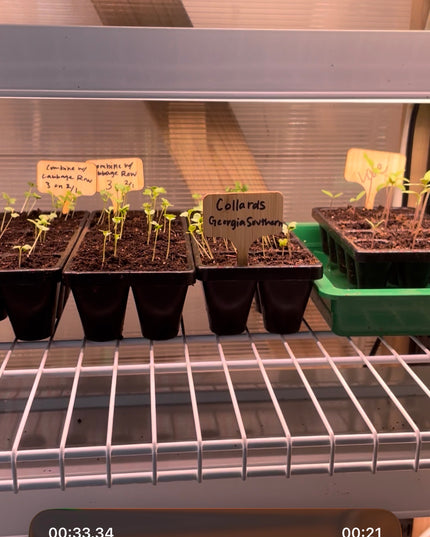 The Ultimate Seed Starting Station: Build a High-Output System for Serious Gardeners