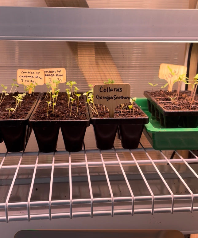 The Ultimate Seed Starting Station: Build a High-Output System for Serious Gardeners