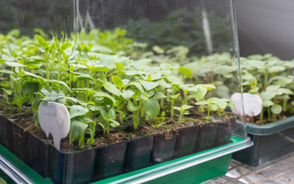 Propagator LID with Air Vents