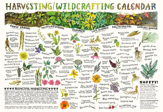 Harvesting and Wildcrafting Calendar