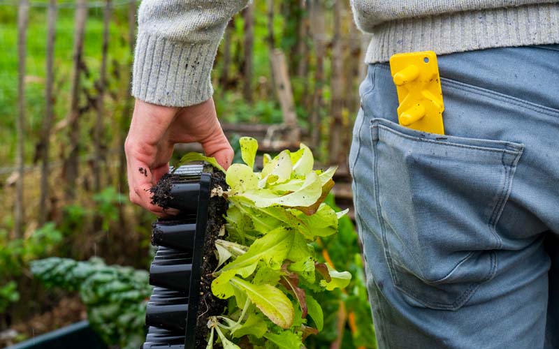 Plug Popper for Charles Dowding Seed Trays