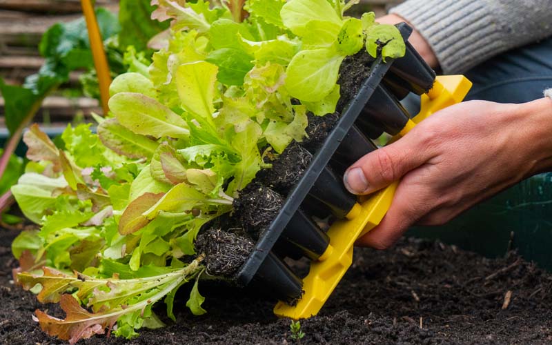 Plug Popper for Charles Dowding Seed Trays